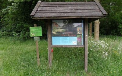 Stiltewandeling in het Bergbos