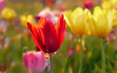 Kettingbrief gaat over de tulp